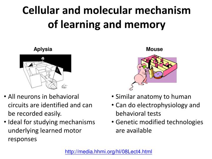cellular and molecular mechanism of learning and memory
