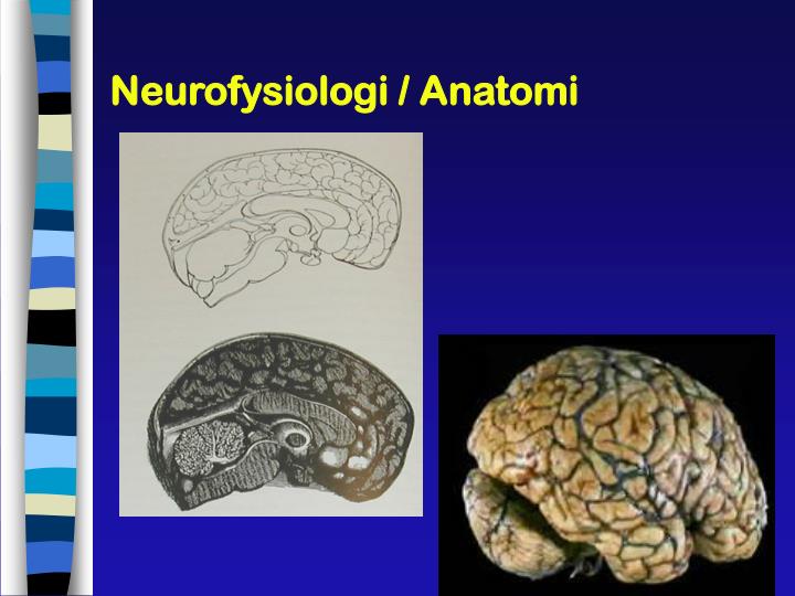 neurofysiologi anatomi