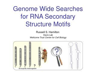 Genome Wide Searches for RNA Secondary Structure Motifs