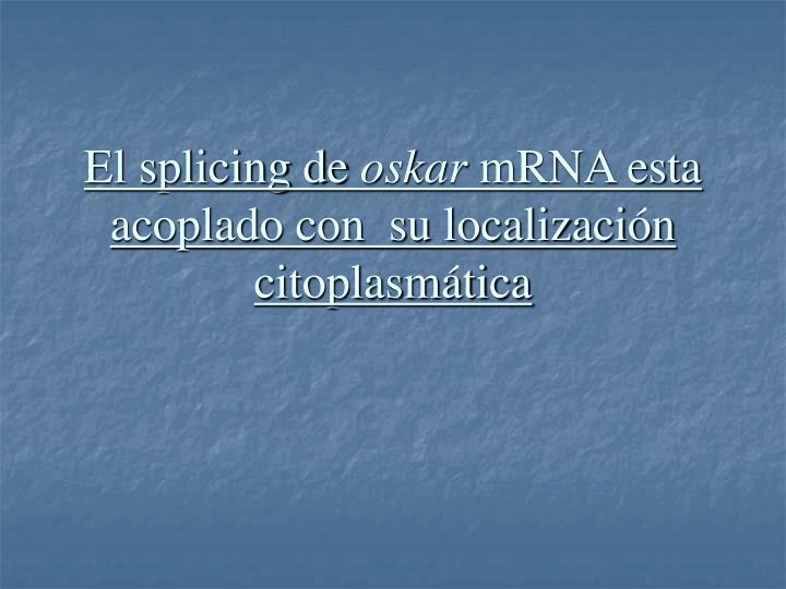 el splicing de oskar mrna esta acoplado con su localizaci n citoplasm tica