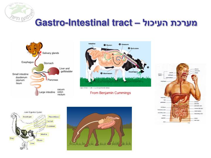 gastro intestinal tract