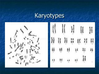 Karyotypes