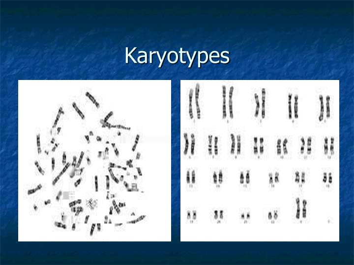 karyotypes