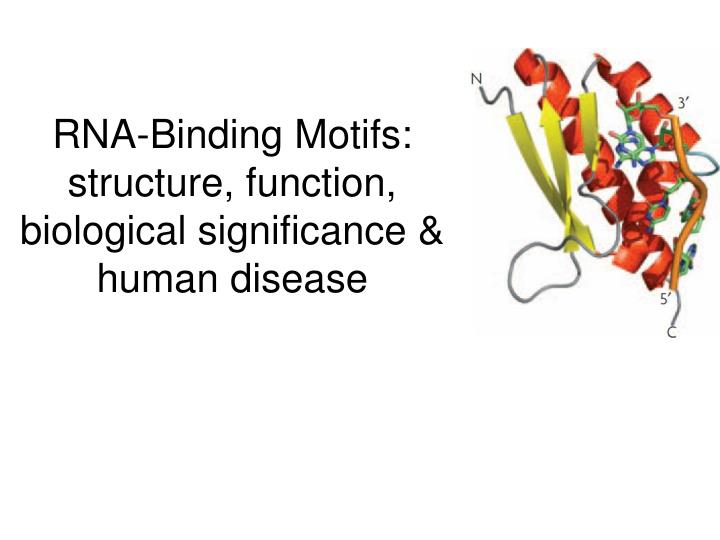 rna binding motifs structure function biological significance human disease
