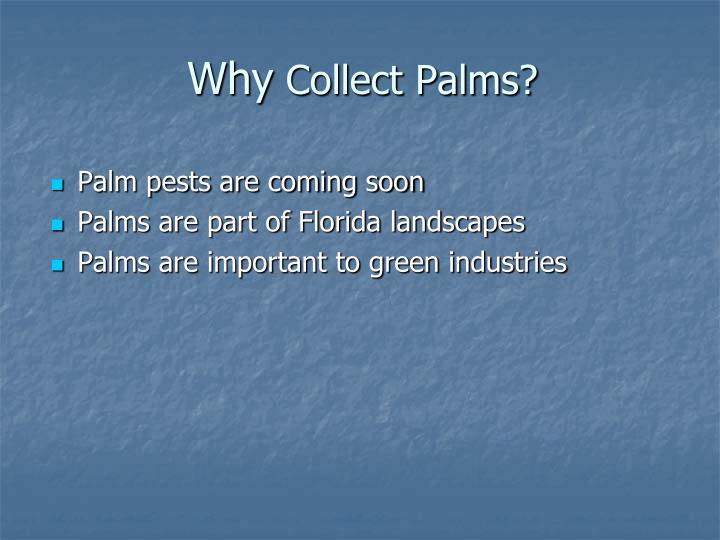why collect palms