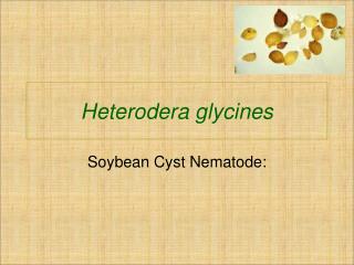 Heterodera glycines
