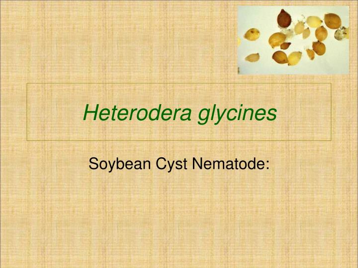 heterodera glycines