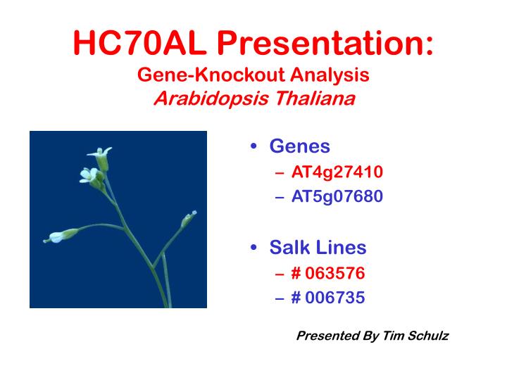 hc70al presentation gene knockout analysis arabidopsis thaliana