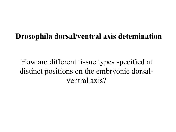 drosophila dorsal ventral axis detemination