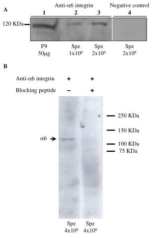 Anti- ?6 integrin