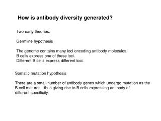 How is antibody diversity generated?
