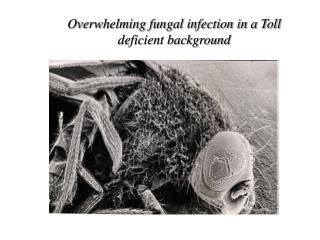 Overwhelming fungal infection in a Toll deficient background