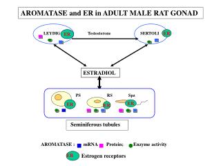 AROMATASE : mRNA Protein; Enzyme activity