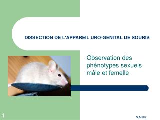 dissection de l appareil uro genital de souris