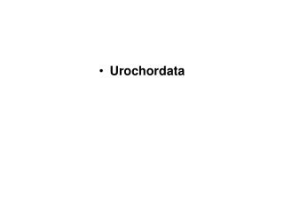 Urochordata