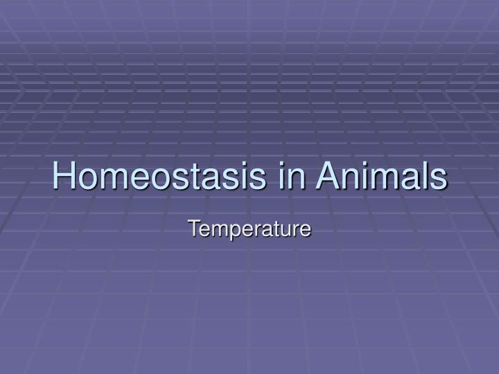 homeostasis in animals