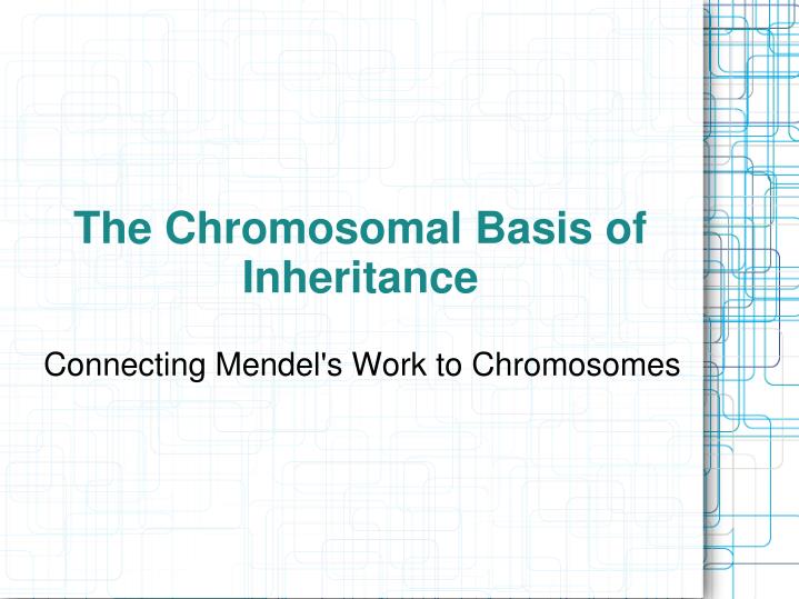 connecting mendel s work to chromosomes