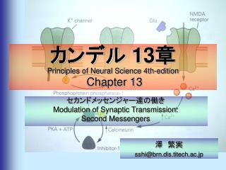 13 principles of neural science 4th edition chapter 13