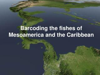 Barcoding the fishes of Mesoamerica and the Caribbean