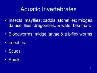 Aquatic Invertebrates