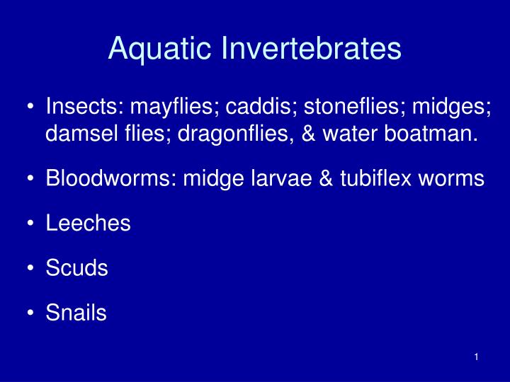 aquatic invertebrates