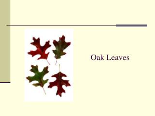 Oak Leaves