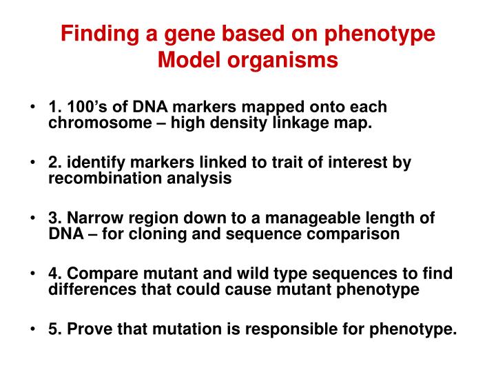 finding a gene based on phenotype model organisms