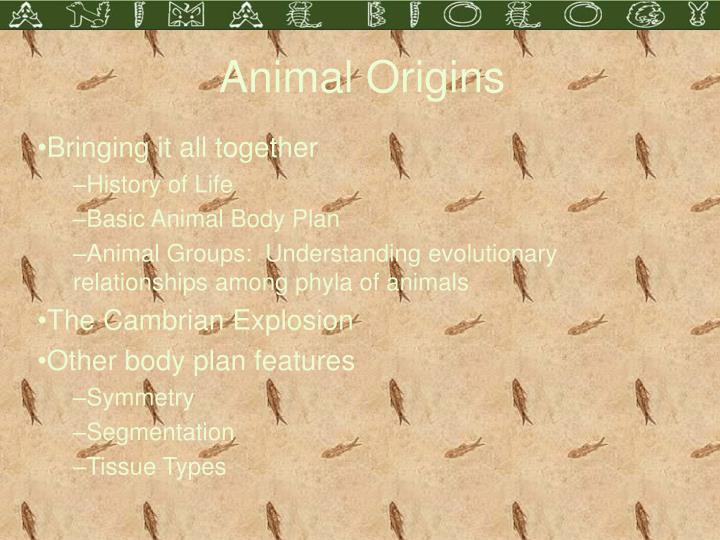 animal origins