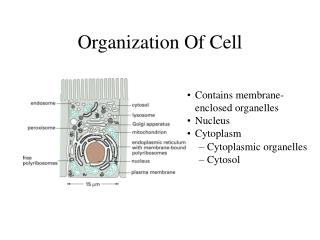 Organization Of Cell