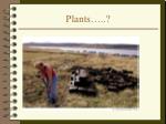 Plants…..? - slide 1