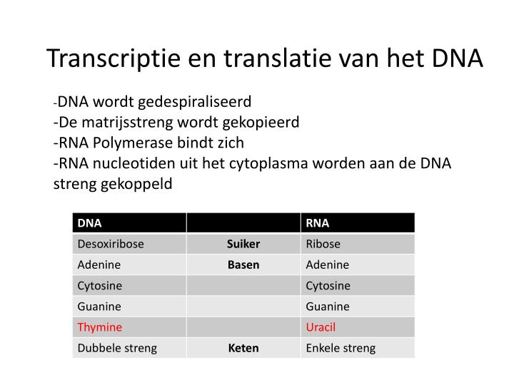 transcriptie en translatie van het dna