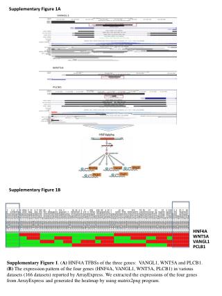 Supplementary Figure 1A