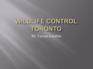 Tarzan's story of Wildlife control Toronto
