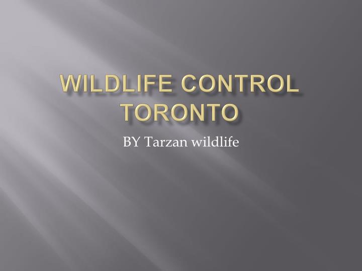 wildlife control toronto