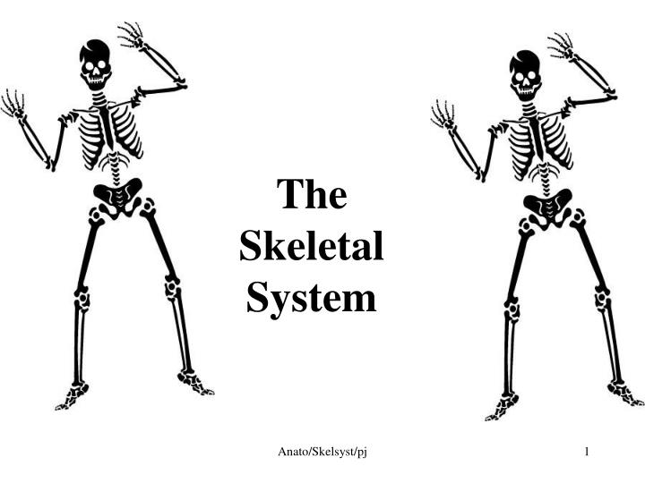 the skeletal system