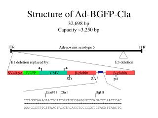 Structure of Ad-BGFP-Cla