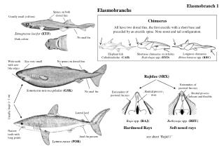 Elasmobranchs