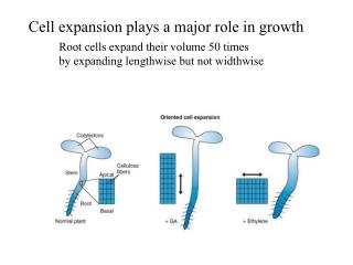 Cell expansion plays a major role in growth