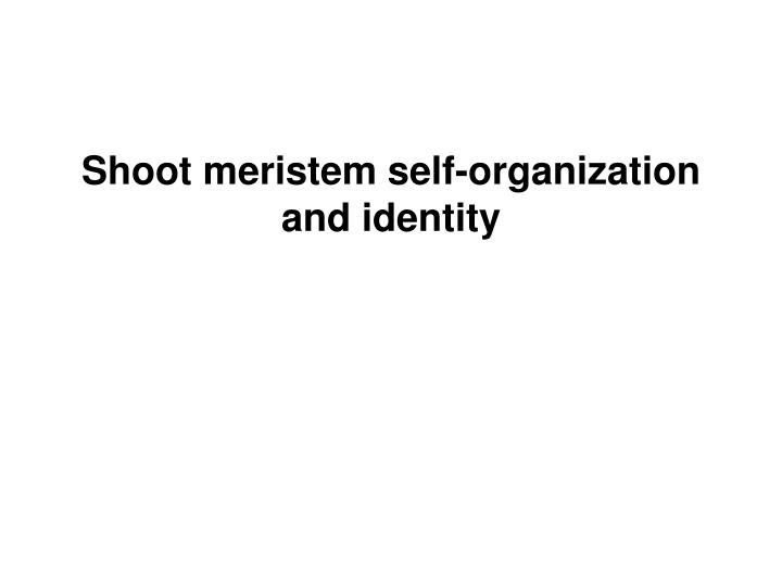 shoot meristem self organization and identity