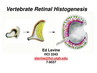 Vertebrate Retinal Histogenesis