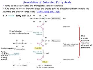 ?-oxidation of Saturated Fatty Acids