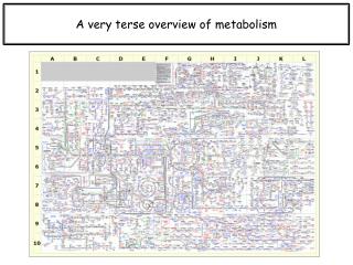 A very terse overview of metabolism