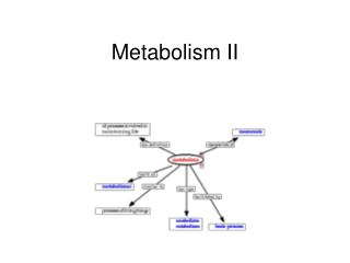metabolism ii