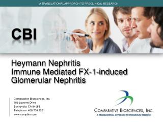 CBI Heymann Nephritis Immune Mediated FX-1-induced Glomerular Nephritis