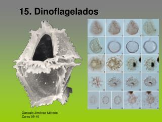 15. Dinoflagelados