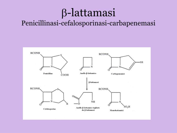 b lattamasi penicillinasi cefalosporinasi carbapenemasi