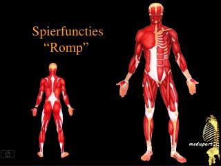 spierfuncties romp