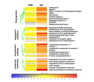 cathepsin B jagged 1 Type 1 inositol 1,4,5-triphosphate receptor CD146 fibronectin 1