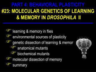 learning &amp; memory in flies environmental sources of plasticity