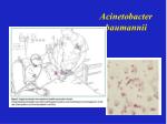 Acinetobacter baumannii - slide 1
